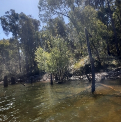 Salix sp. (A Willow) at Pinbeyan, NSW - 14 Feb 2024 by MB