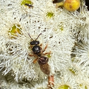 Halictidae (family) at Giralang, ACT - 11 Feb 2024