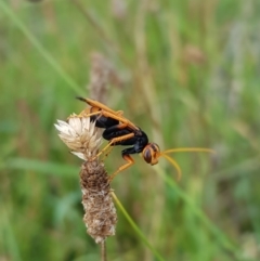 Cryptocheilus bicolor (Orange Spider Wasp) - 15 Feb 2024 by HappyWanderer