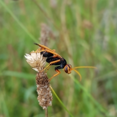 Cryptocheilus bicolor (Orange Spider Wasp) at Gungahlin, ACT - 15 Feb 2024 by HappyWanderer