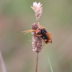 Cryptocheilus bicolor at Mulanggari NR (MUL_11) - 15 Feb 2024