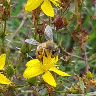 Apis mellifera (European honey bee) at Mulanggari NR (MUL_11) - 15 Feb 2024 by HappyWanderer