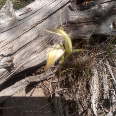 Diplodium ampliatum (Large Autumn Greenhood) at Cooma, NSW - 15 Feb 2024 by mahargiani