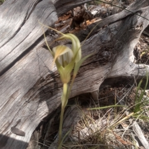 Diplodium ampliatum at Cooma North Ridge Reserve - suppressed