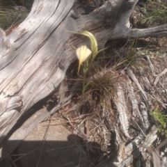 Diplodium ampliatum at Cooma North Ridge Reserve - suppressed