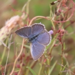 Zizina otis (Common Grass-Blue) at Mulanggari NR (MUL_11) - 15 Feb 2024 by HappyWanderer