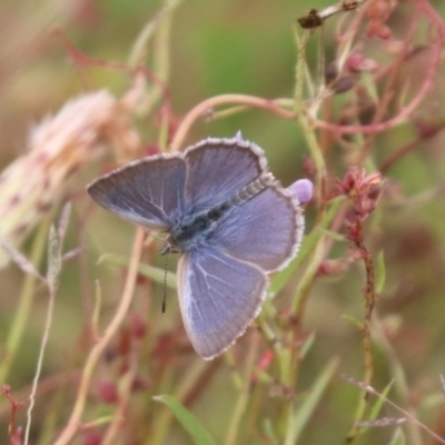 Zizina otis (Common Grass-Blue) at Mulanggari NR (MUL_11) - 15 Feb 2024 by HappyWanderer