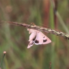 Helicoverpa punctigera (Native Budworm) at Gungahlin, ACT - 15 Feb 2024 by HappyWanderer