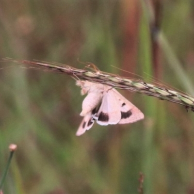 Helicoverpa punctigera (Native Budworm) at Mulanggari NR (MUL_11) - 15 Feb 2024 by HappyWanderer