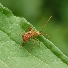 Sidnia kinbergi (Australian crop mirid) at Franklin, ACT - 14 Feb 2024 by HappyWanderer