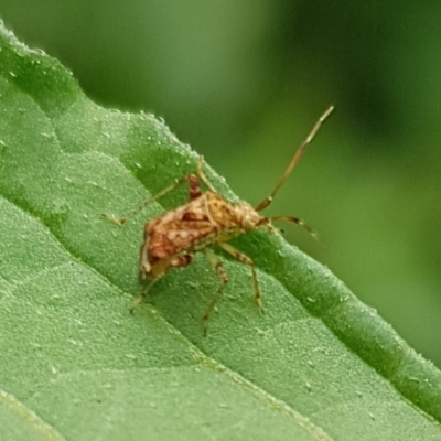 Sidnia kinbergi (Australian crop mirid) at North Mitchell Grassland  (NMG) - 15 Feb 2024 by HappyWanderer