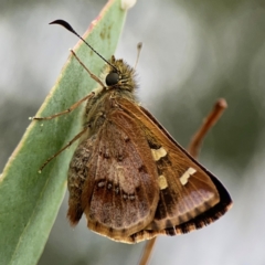 Dispar compacta (Barred Skipper) at Ainslie, ACT - 15 Feb 2024 by Hejor1