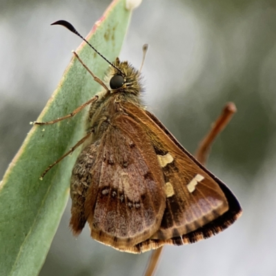 Dispar compacta (Barred Skipper) at Ainslie, ACT - 15 Feb 2024 by Hejor1