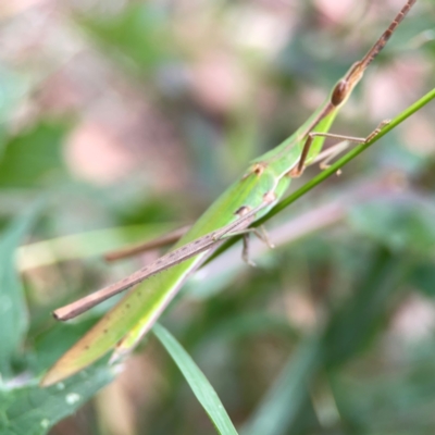 Acrida conica (Giant green slantface) at Corroboree Park - 15 Feb 2024 by Hejor1