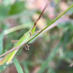 Acrida conica at Corroboree Park - 15 Feb 2024 04:05 PM