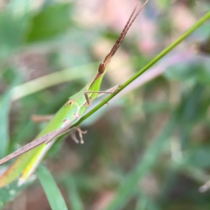 Acrida conica at Corroboree Park - 15 Feb 2024