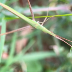 Acrida conica at Corroboree Park - 15 Feb 2024 04:05 PM