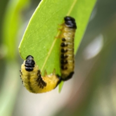 Paropsisterna cloelia (Eucalyptus variegated beetle) at Corroboree Park - 15 Feb 2024 by Hejor1