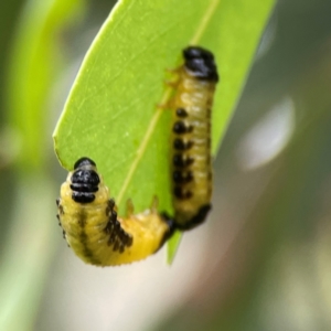 Paropsisterna cloelia at Corroboree Park - 15 Feb 2024