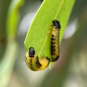 Paropsisterna cloelia at Corroboree Park - 15 Feb 2024