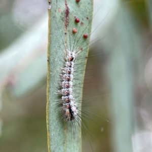 Anestia (genus) at Corroboree Park - 15 Feb 2024