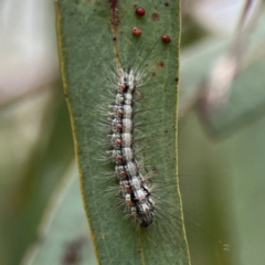 Anestia (genus) at Corroboree Park - 15 Feb 2024 04:06 PM