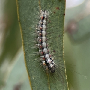 Anestia (genus) at Corroboree Park - 15 Feb 2024