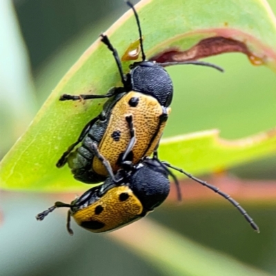 Cadmus (Cadmus) litigiosus (Leaf beetle) at Corroboree Park - 15 Feb 2024 by Hejor1