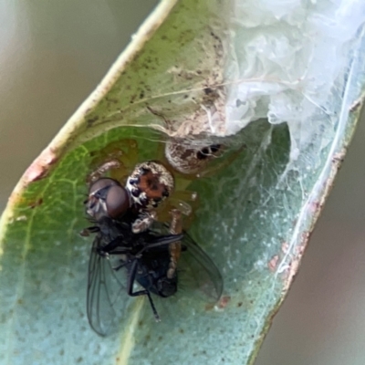 Opisthoncus sp. (genus) (Opisthoncus jumping spider) at Corroboree Park - 15 Feb 2024 by Hejor1