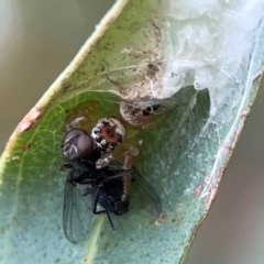 Opisthoncus sp. (genus) (Unidentified Opisthoncus jumping spider) at Corroboree Park - 15 Feb 2024 by Hejor1