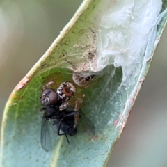 Opisthoncus sp. (genus) at Corroboree Park - 15 Feb 2024