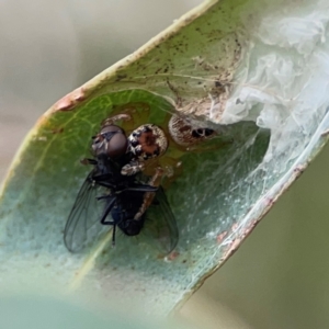 Opisthoncus sp. (genus) at Corroboree Park - 15 Feb 2024