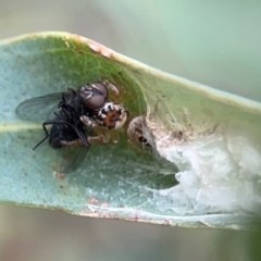 Opisthoncus sp. (genus) at Corroboree Park - 15 Feb 2024