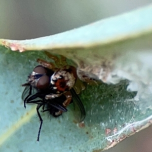 Opisthoncus sp. (genus) at Corroboree Park - 15 Feb 2024