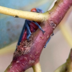 Eurymeloides sp. (genus) (Eucalyptus leafhopper) at Ainslie, ACT - 15 Feb 2024 by Hejor1