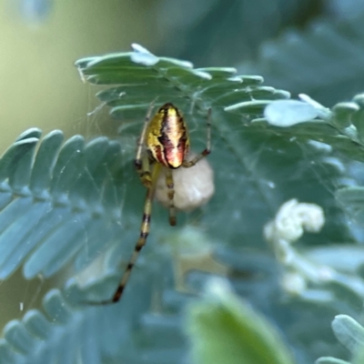 Theridion pyramidale (Tangle-web spider) at Corroboree Park - 15 Feb 2024 by Hejor1