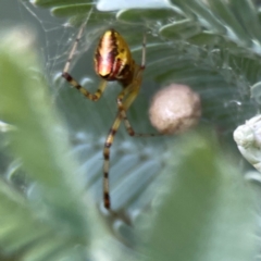 Theridion pyramidale at Corroboree Park - 15 Feb 2024 04:12 PM