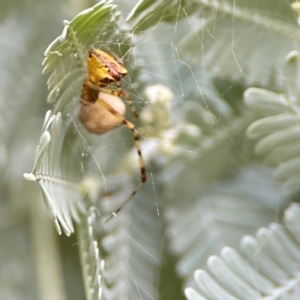 Theridion pyramidale at Corroboree Park - 15 Feb 2024 04:12 PM