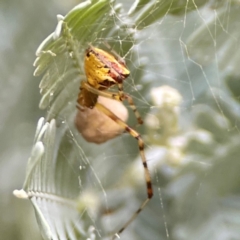 Theridion pyramidale at Corroboree Park - 15 Feb 2024 04:12 PM