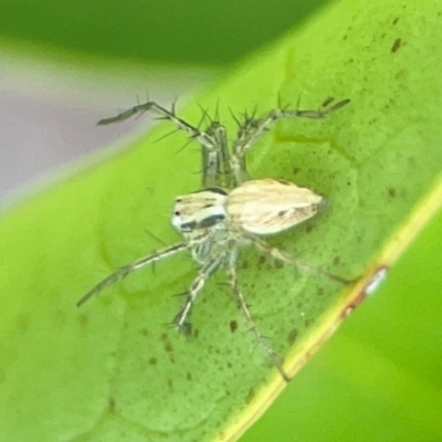 Oxyopes sp. (genus) (Lynx spider) at Corroboree Park - 15 Feb 2024 by Hejor1