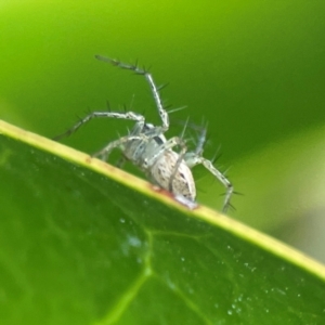 Oxyopes sp. (genus) at Corroboree Park - 15 Feb 2024