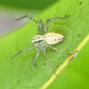 Oxyopes sp. (genus) at Corroboree Park - 15 Feb 2024 04:16 PM