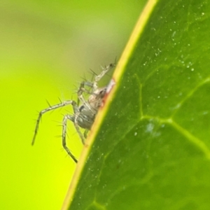 Oxyopes sp. (genus) at Corroboree Park - 15 Feb 2024 04:16 PM