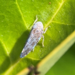 Fieberiella florii (Privet Leafhopper) at Corroboree Park - 15 Feb 2024 by Hejor1