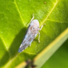 Unidentified Leafhopper or planthopper (Hemiptera, several families) at Ainslie, ACT - 15 Feb 2024 by Hejor1