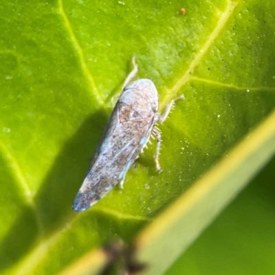 Unidentified Leafhopper or planthopper (Hemiptera, several families) at Ainslie, ACT - 15 Feb 2024 by Hejor1