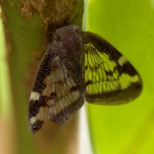 Scolypopa australis at Corroboree Park - 15 Feb 2024