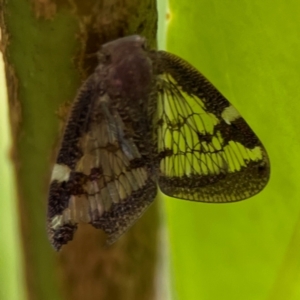Scolypopa australis at Corroboree Park - 15 Feb 2024