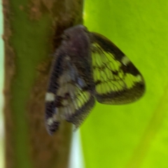 Scolypopa australis at Corroboree Park - 15 Feb 2024