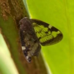 Scolypopa australis at Corroboree Park - 15 Feb 2024 04:18 PM